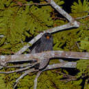 Image of Black-banded Owl