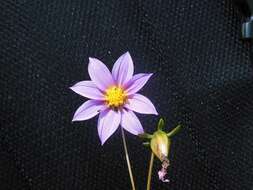 Image of Dahlia australis (Sherff) P. D. Sorensen