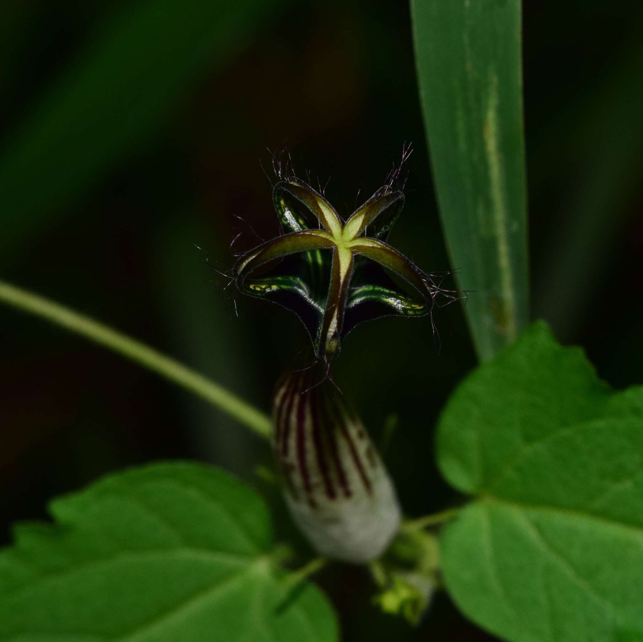 Imagem de Ceropegia meyeri Decne.