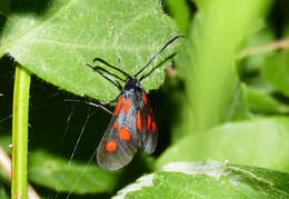 Image of <i>Zygaena romeo</i>