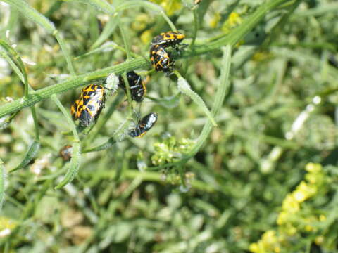 Image of Harlequin Bug