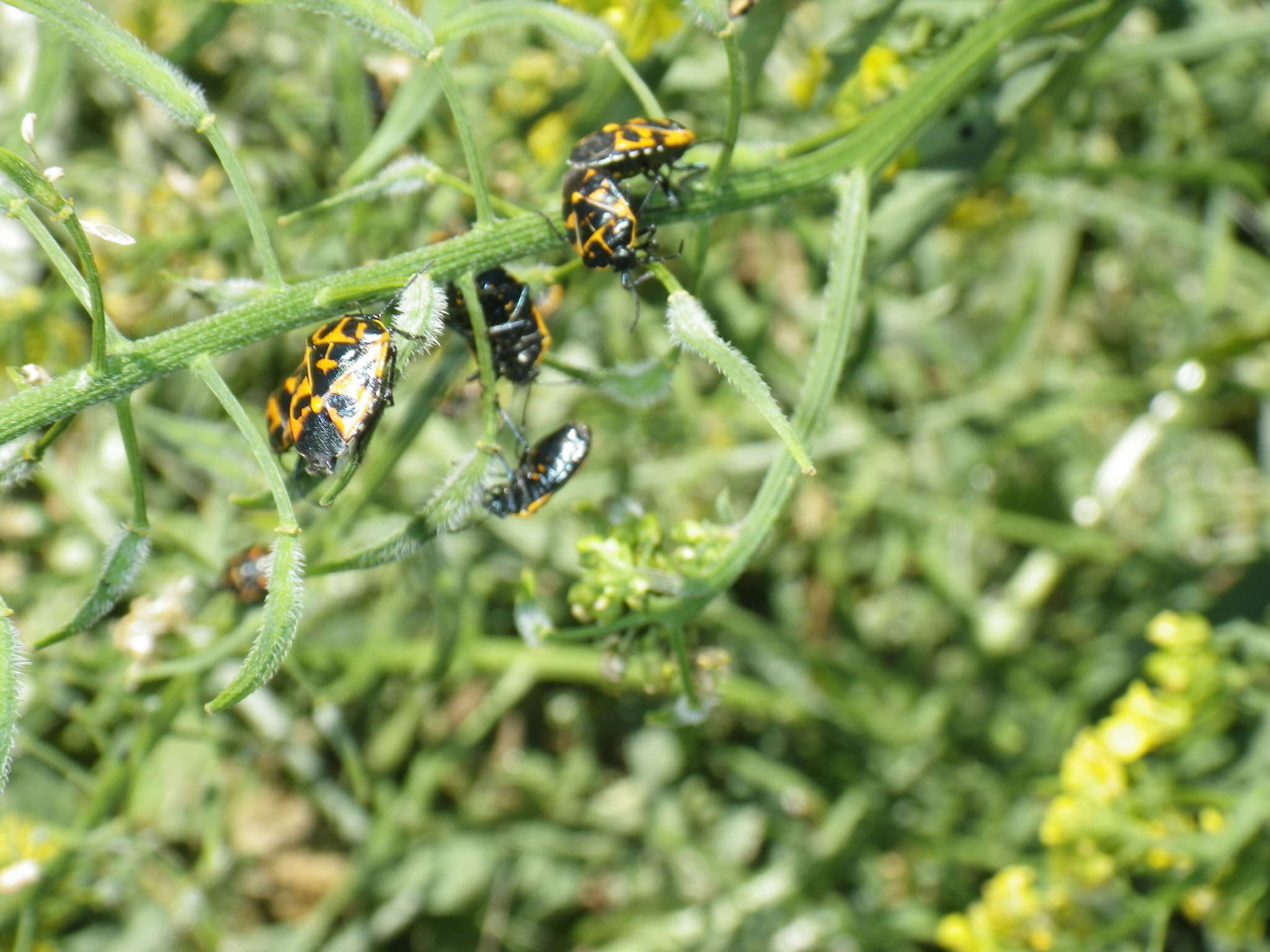 Image of Harlequin Bug