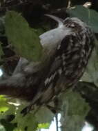 Image of Short-toed Treecreeper