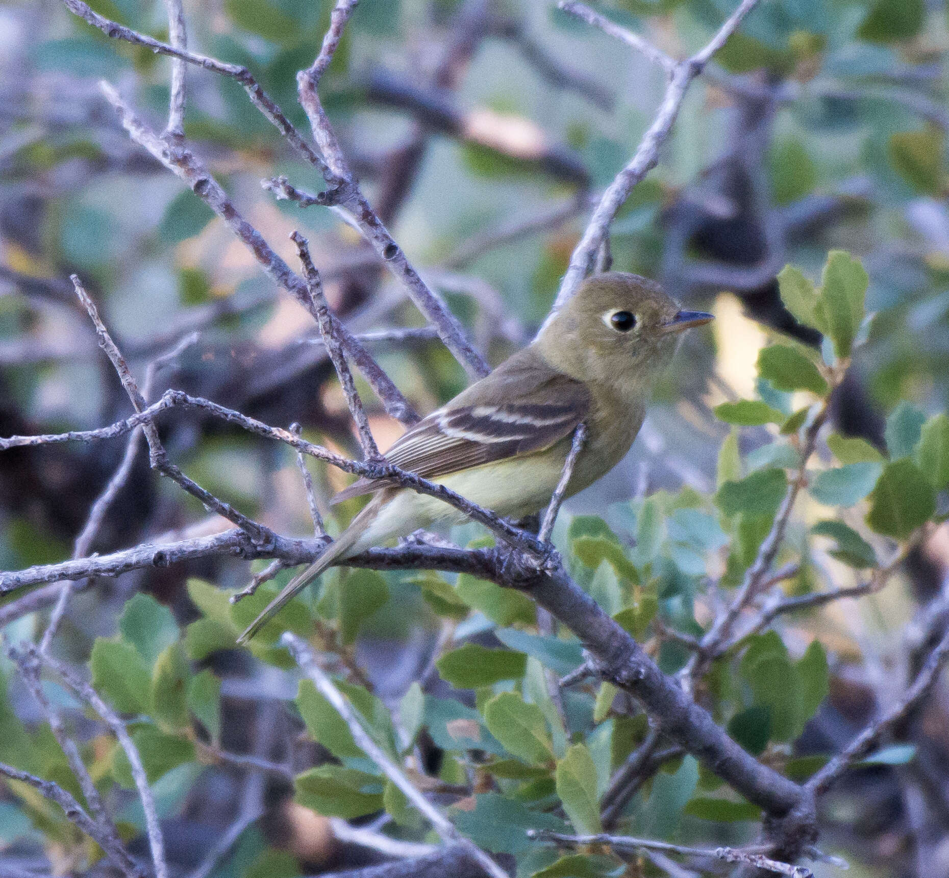 Empidonax occidentalis Nelson 1897的圖片