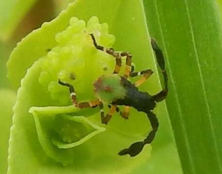 Image of Euphorbia Bug