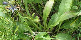 Image of felwort