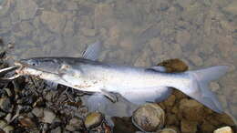 Image of channel catfish