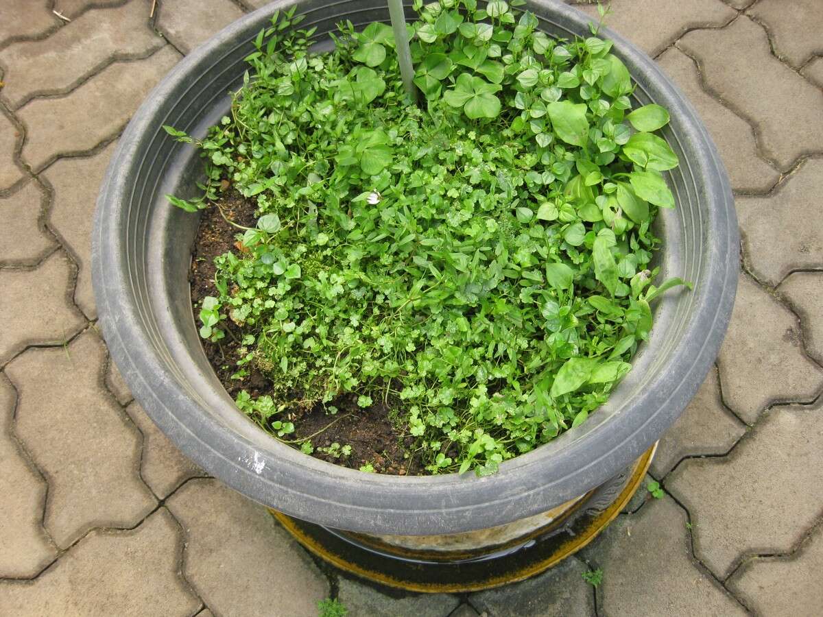 Image of Chinese lobelia