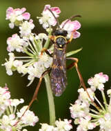 صورة Ceropales maculata (Fabricius 1775)