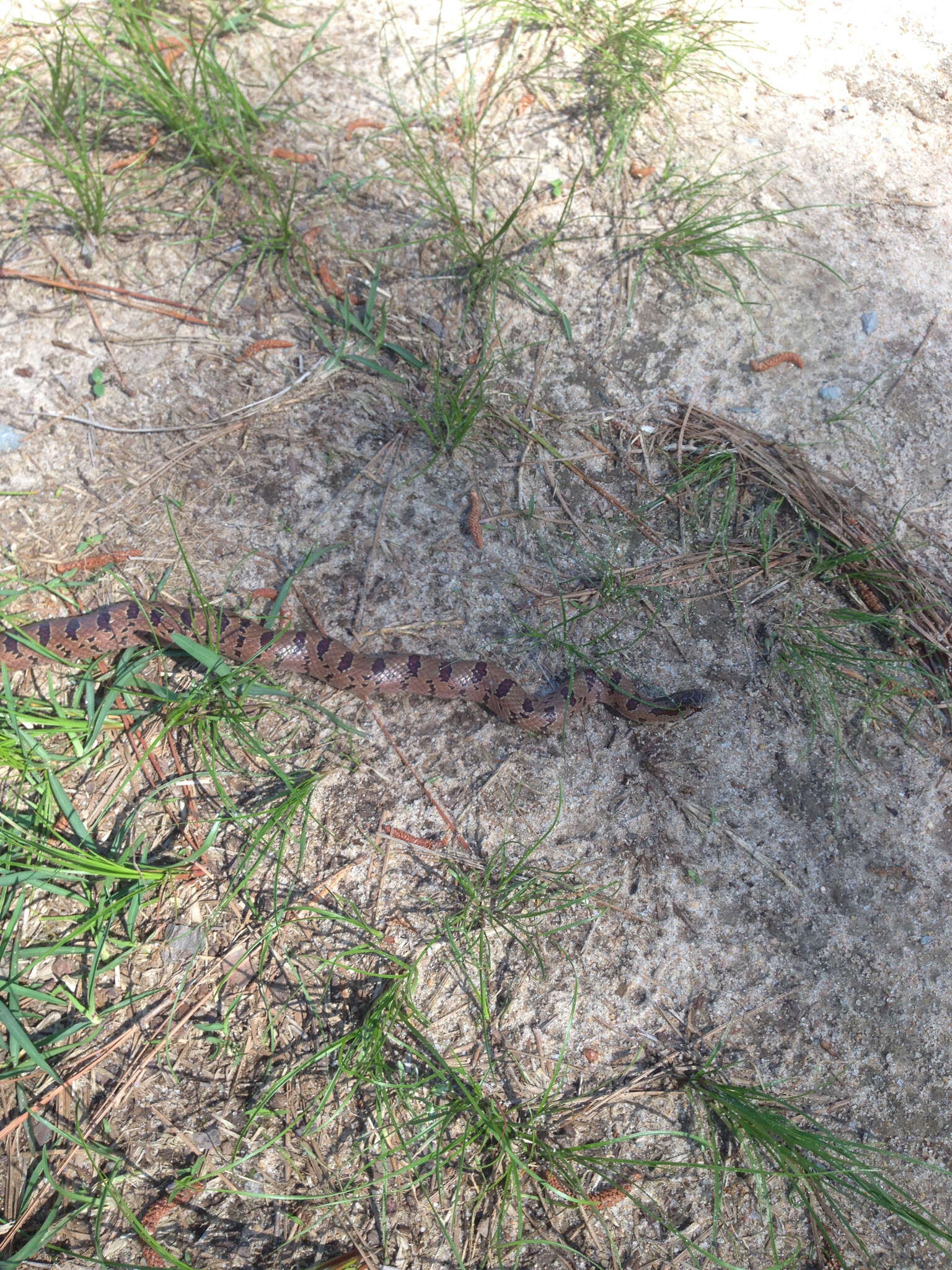 Image of Lampropeltis calligaster rhombomaculata (Holbrook 1840)