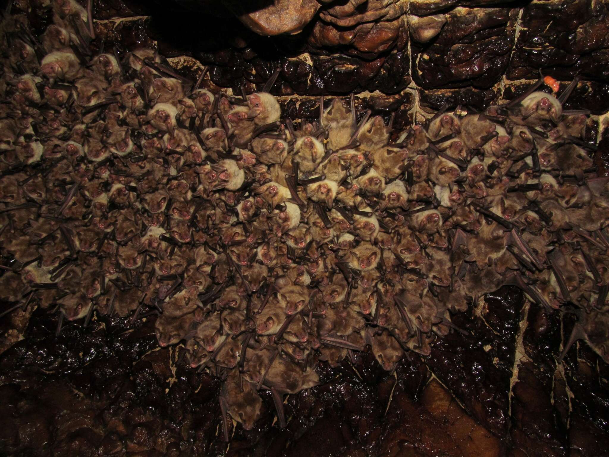 Image of Lesser Mouse-eared Bat