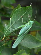 Image of Great green bushcricket