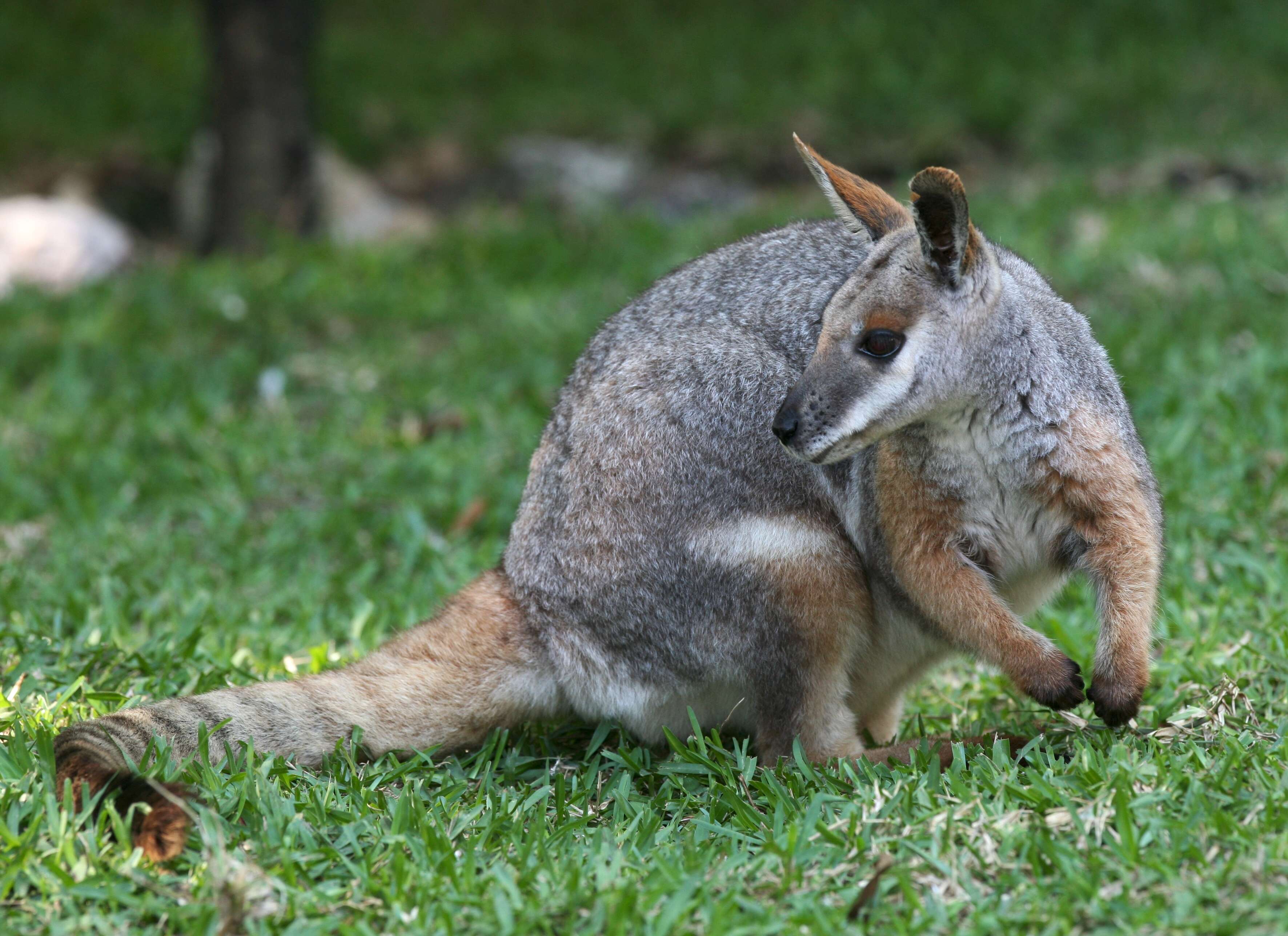 Image of Ring-tailed Rock Wallaby