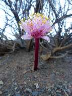 Haemanthus barkerae Snijman的图像