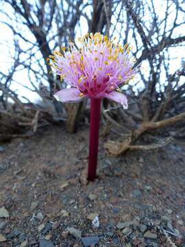 Haemanthus barkerae Snijman的图像