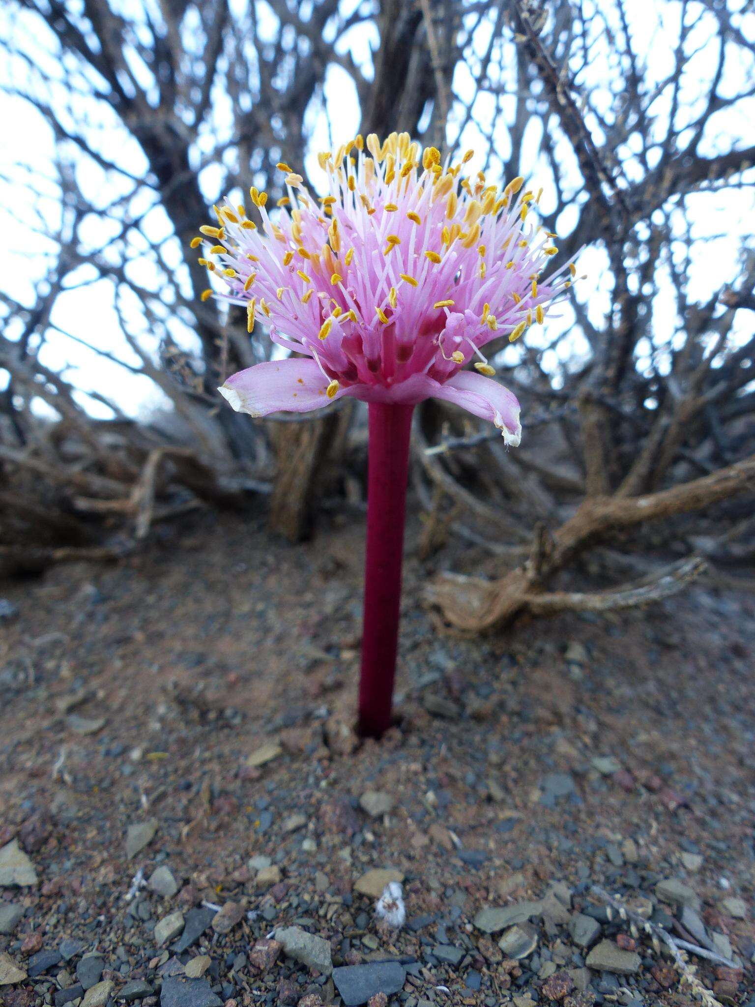 Haemanthus barkerae Snijman的图像