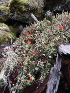 صورة Cladonia bellidiflora (Ach.) Schaer.