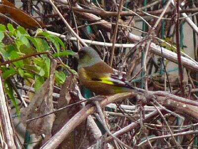 Image of Grey-capped Greenfinch