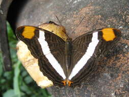 Image of Adelpha