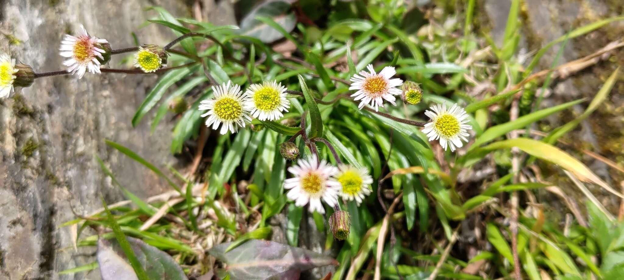 Слика од Erigeron morrisonensis Hayata