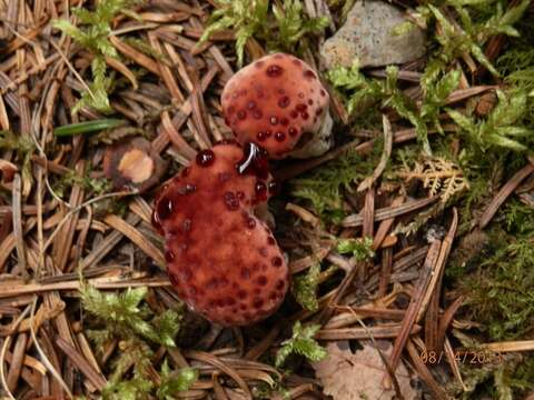 Image of Hydnellum peckii Banker 1912