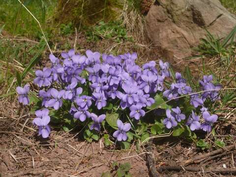 Image of sweet violet