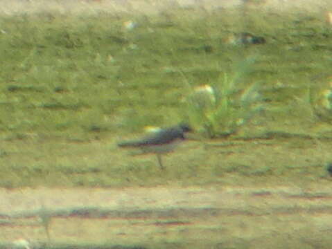 Image of ringed plover, common ringed plover