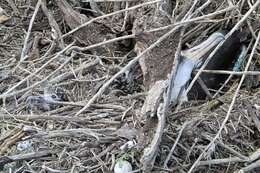 Image of Laysan Albatross