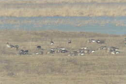 Image of Red-breasted Goose