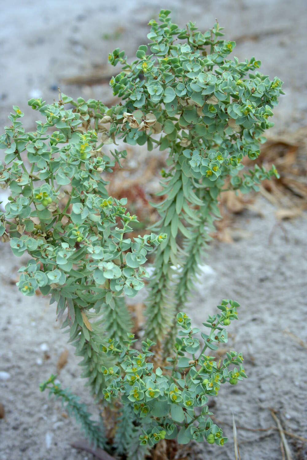 Image of sea spurge