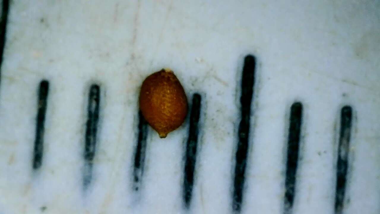 Schoenoplectiella saximontana (Fernald) Lye resmi