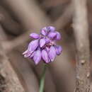 Image of Sowerbaea juncea Andrews