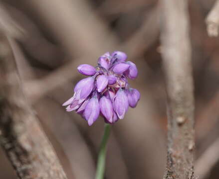 Image de Sowerbaea juncea Andrews