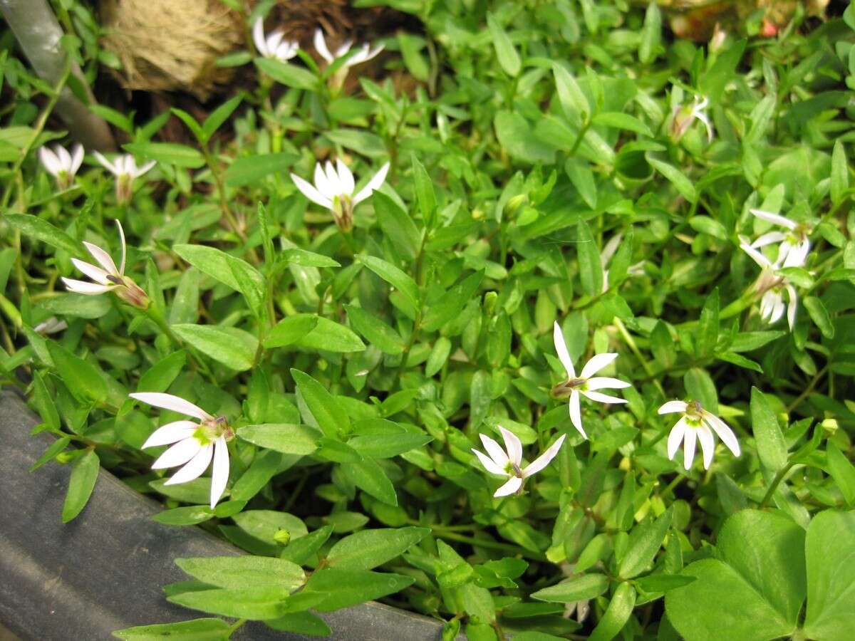 Image of Chinese lobelia