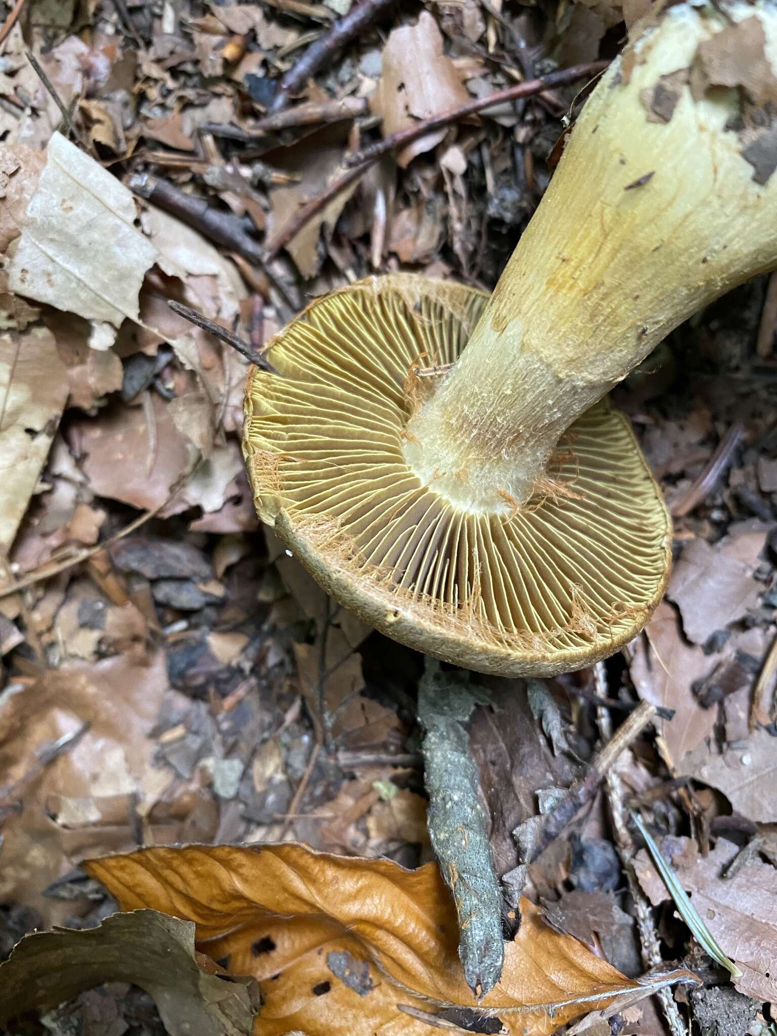 Слика од Cortinarius cotoneus Fr. 1838