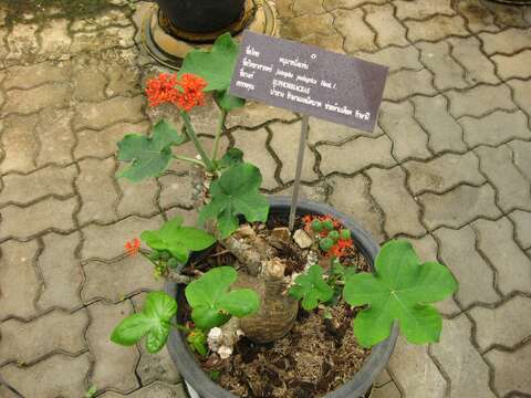 Imagem de Jatropha podagrica Hook.