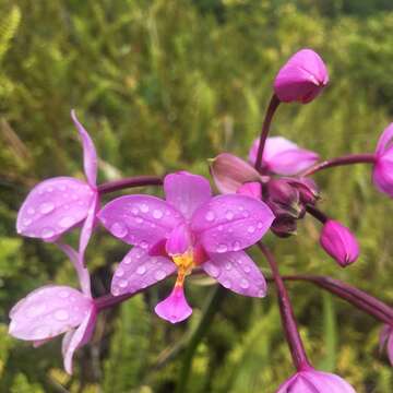 Sivun Spathoglottis plicata Blume kuva