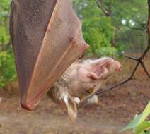 Image of Peters's Epauletted Fruit Bat