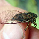 Image of Chatham Island cicada