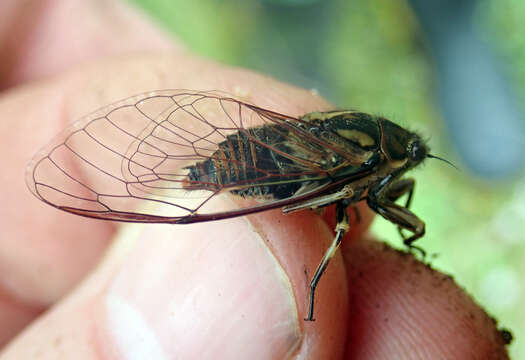 Image of Chatham Island cicada