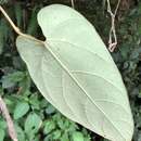 Image of Aristolochia shimadae Hayata