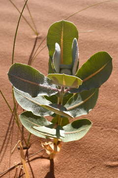 Image of Welsh's milkweed