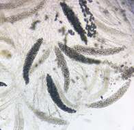 Image of Podospora setosa (G. Winter) Niessl 1883