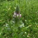 Image of foxtail restharrow