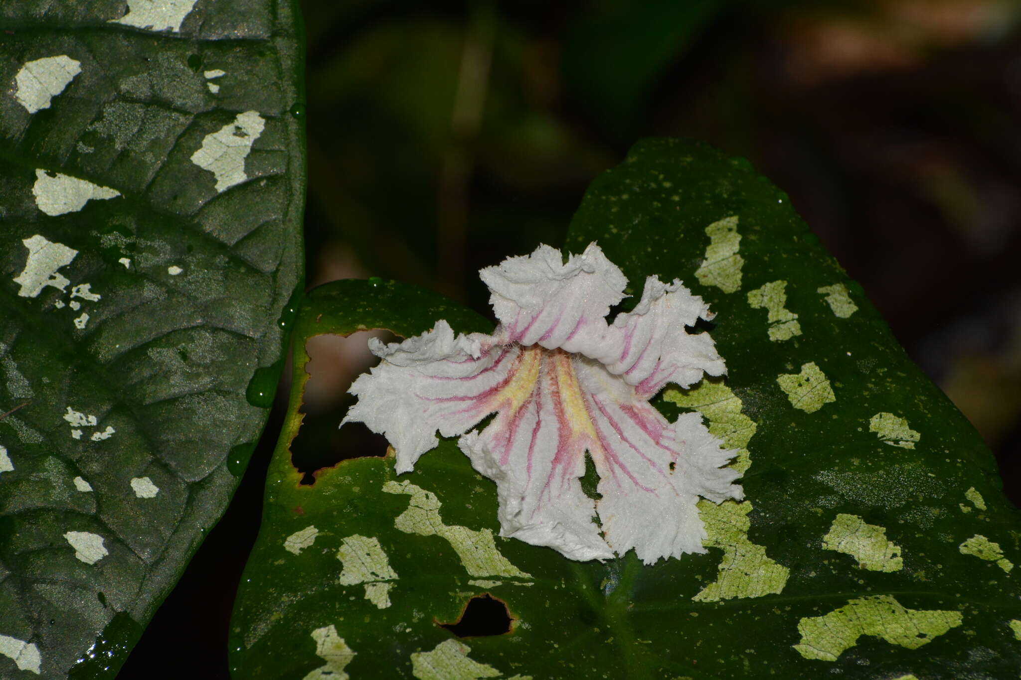 صورة Sparattosperma