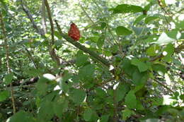 Image of Peniocereus viperinus (F. A. C. Weber) Buxb.