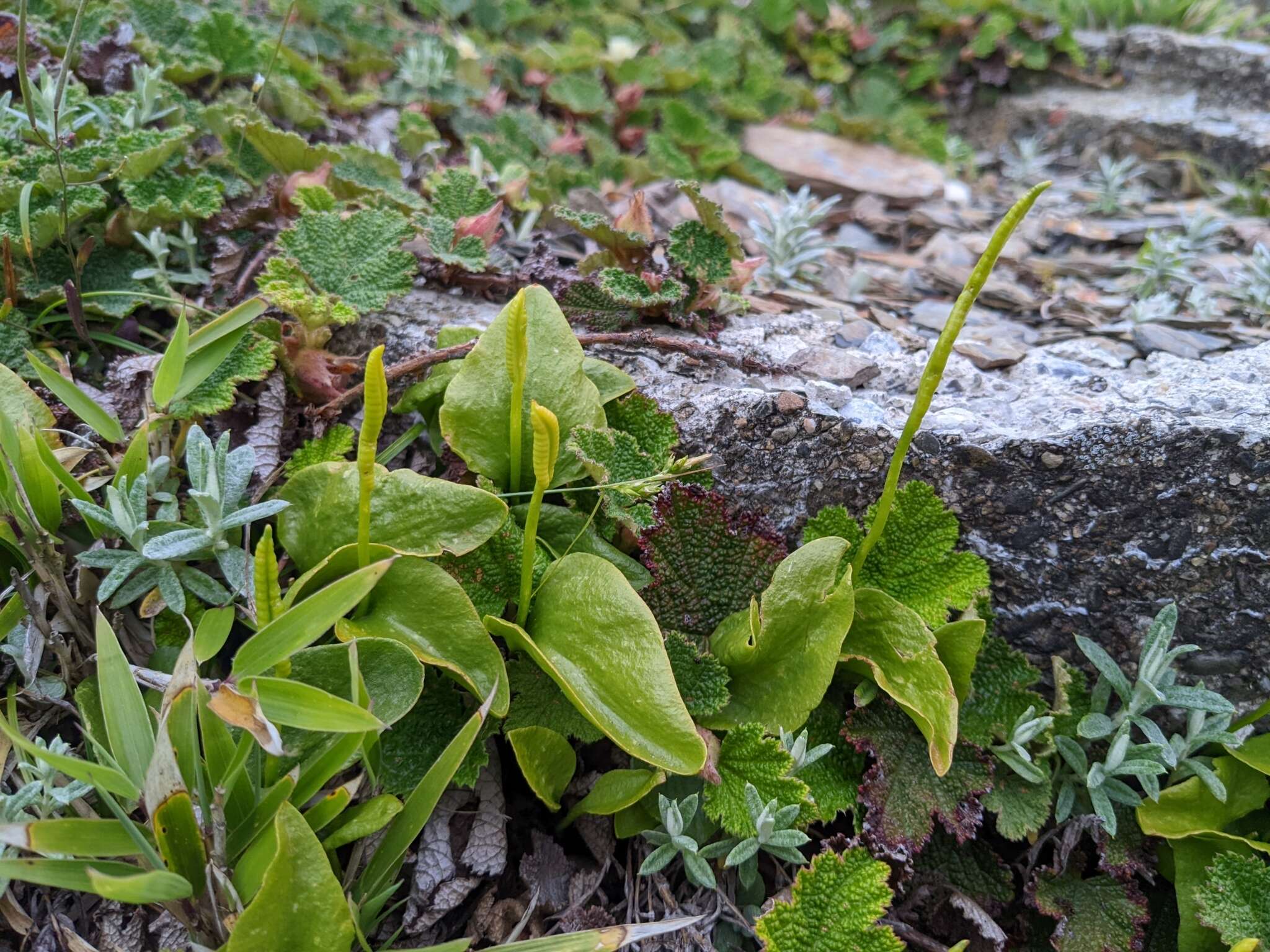 Imagem de Ophioglossum austroasiaticum Nishida