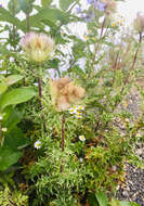 Image of Cirsium obvallatum (M. Bieb.) M. Bieb.