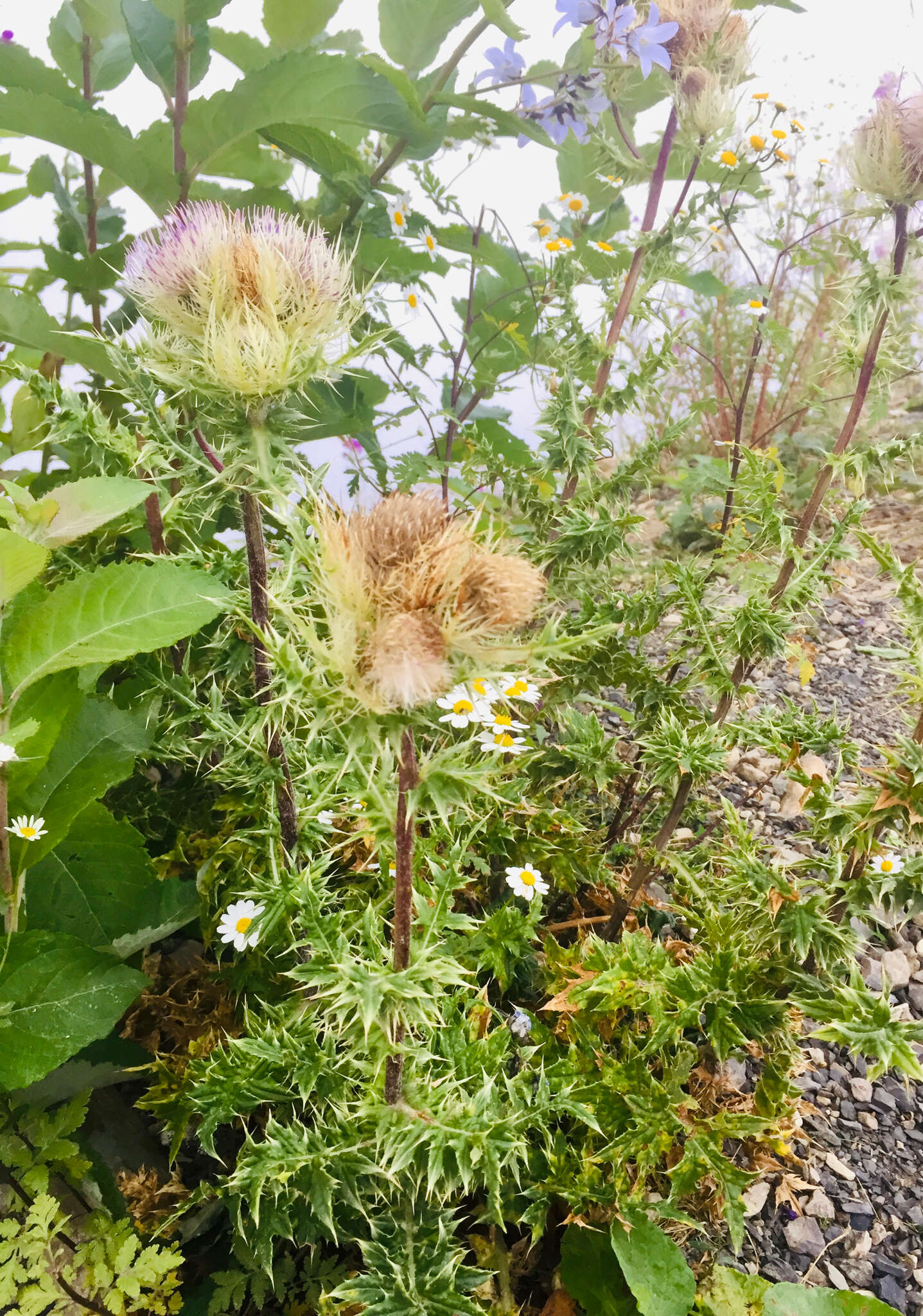 Image of Cirsium obvallatum (M. Bieb.) M. Bieb.