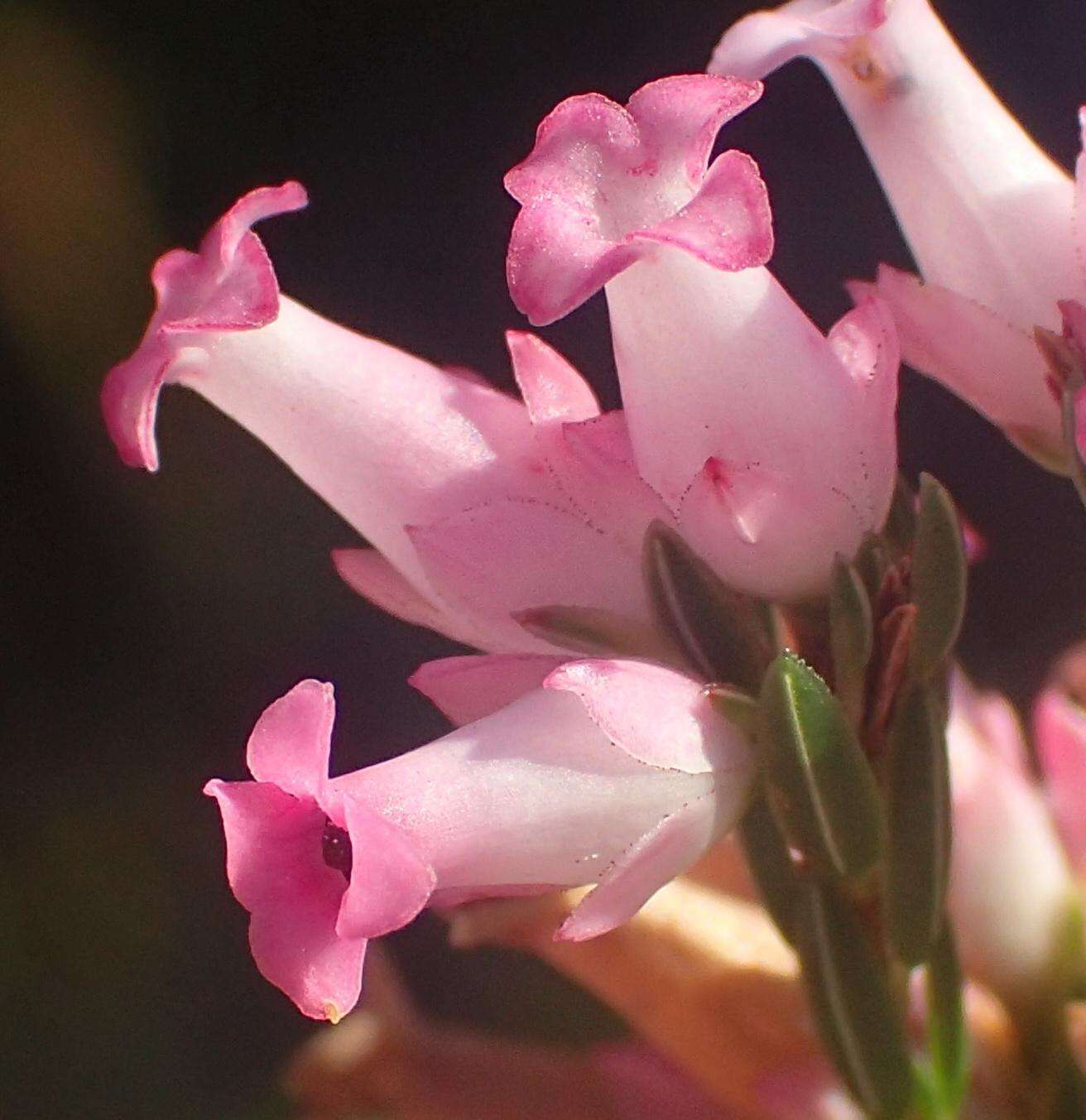 Plancia ëd Erica steinbergiana var. steinbergiana